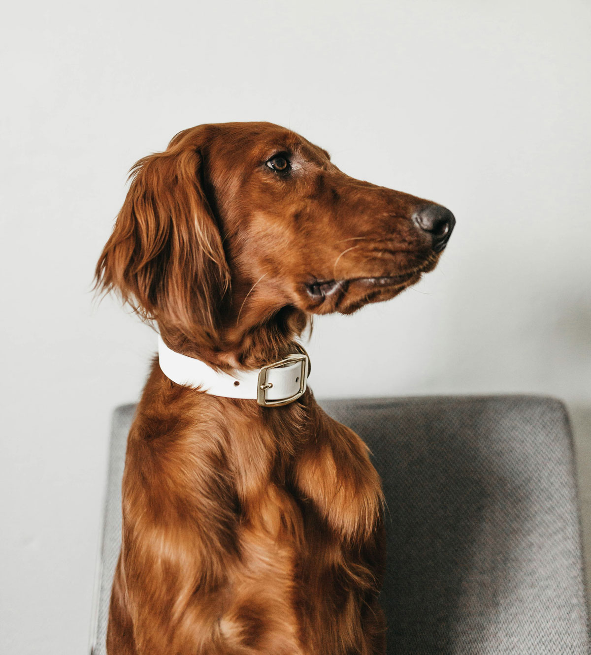 Brown dog sitting on a chair