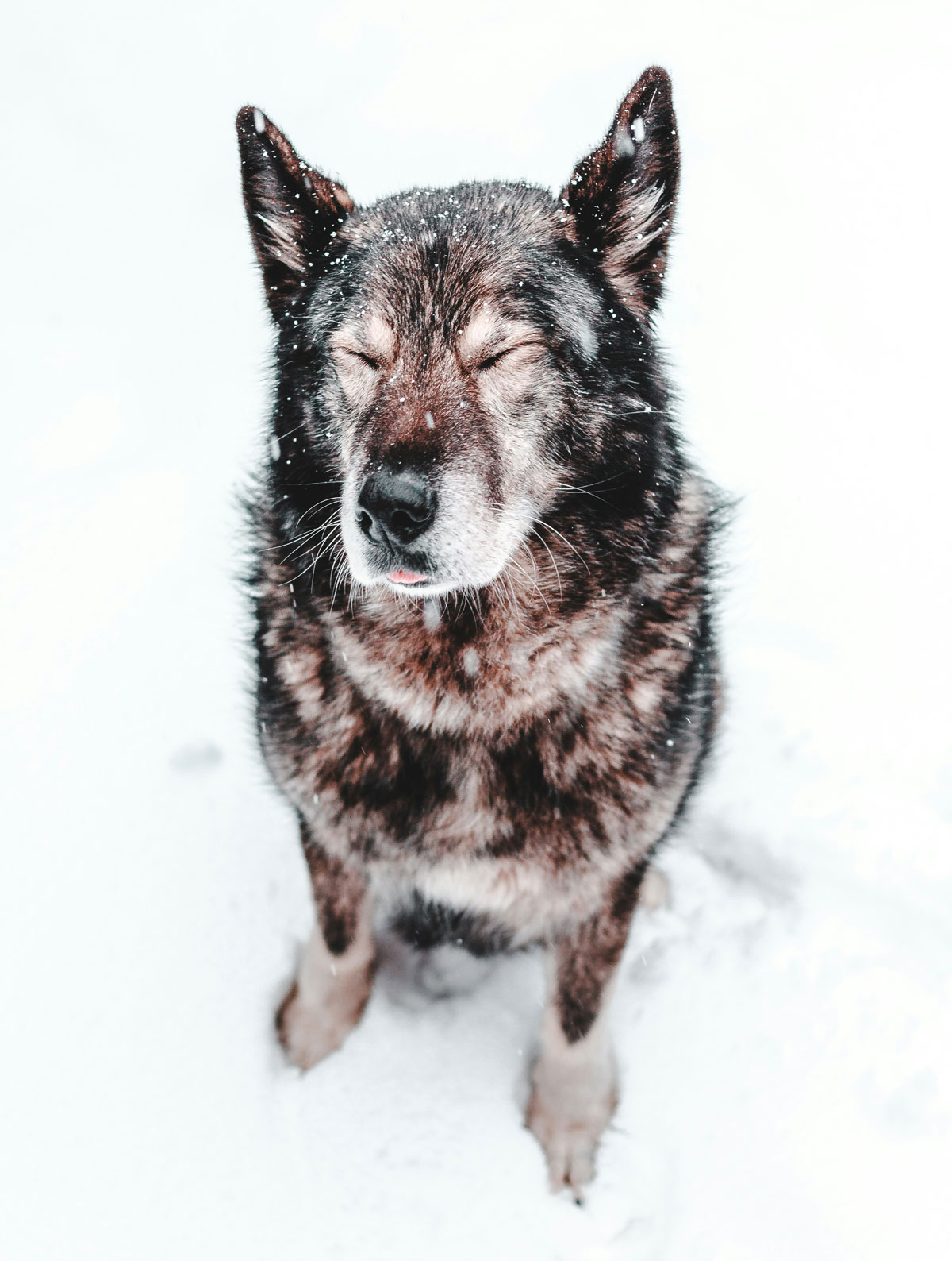 dog in the snow with closed eyes